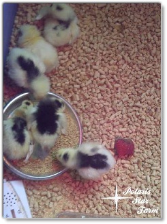 older Mottled Java chicks
