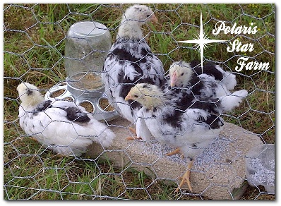 Mottled Java pullets