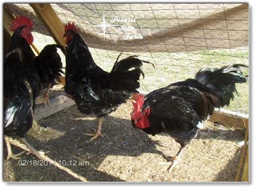 Mottled Java pullet
