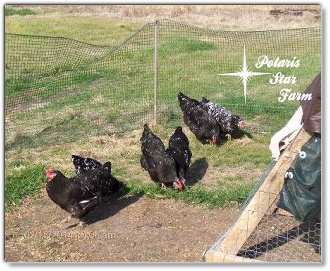 Mottled Java cockerel