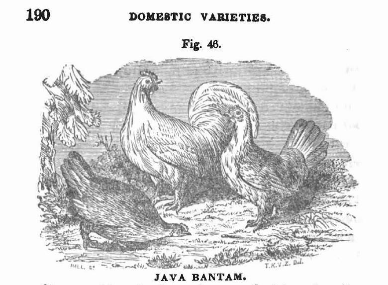 Antique Java Pictures